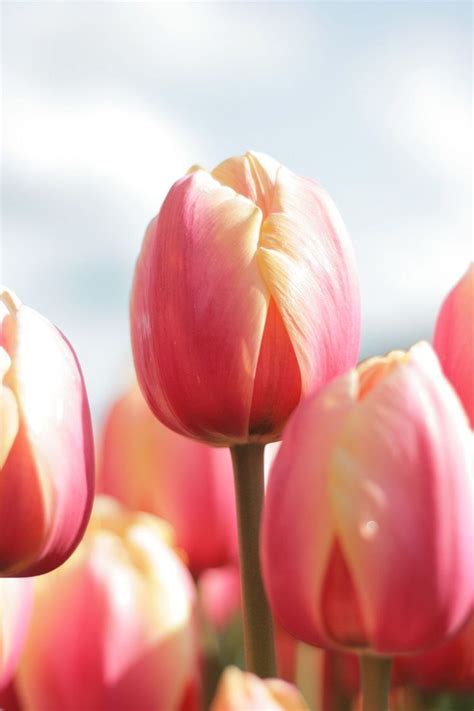 Tulip Marit Is Soft Pink With A Yellow Touch The Flowers Of Tulip