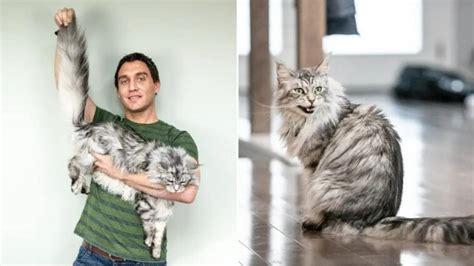 Meet Altair, the cat with the world's longest tail | Trending ...