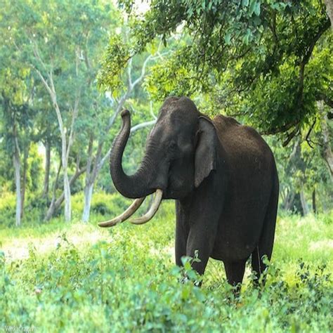 Kaziranga Tour Packages At Day In Shillong Id