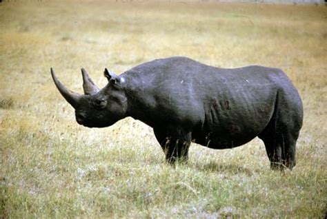 10 Facts about Black Rhinos - Fact File