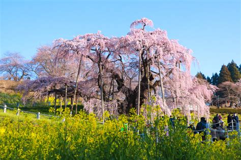 2023年 滝桜の状況（4月1日）700頃 Find！三春 【みはる観光協会～福島県三春町】