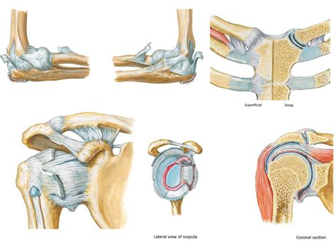 Joints of the Upper Limb Diagram | Quizlet