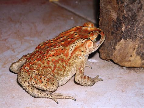 Duttaphrynus Melanostictus Buduk Bufo Melanostictus Schneider