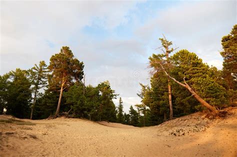 Pine Trees Grow On Sandy Soil Walking Trees Stock Image Image Of