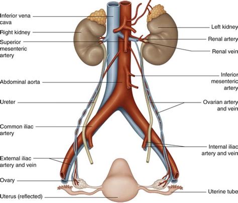 Ovarian Artery Ureter