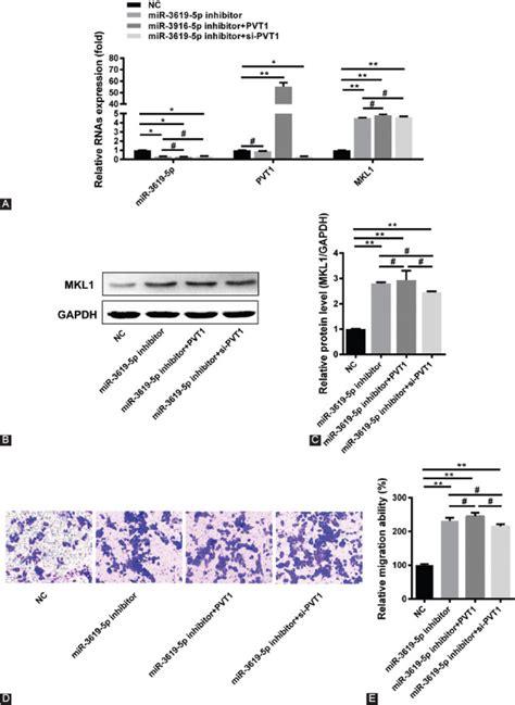 Long Non Coding Rna Pvt1 Regulates The Migration Of Hepatocellular