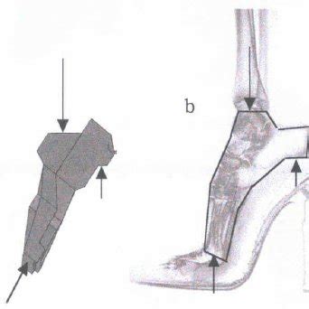 (a) Simplified solid model of tarsal bones, (b) x-ray picture of a foot ...