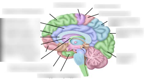 Anatomy of the Medial Surface (Gyri and Sulci) Diagram | Quizlet