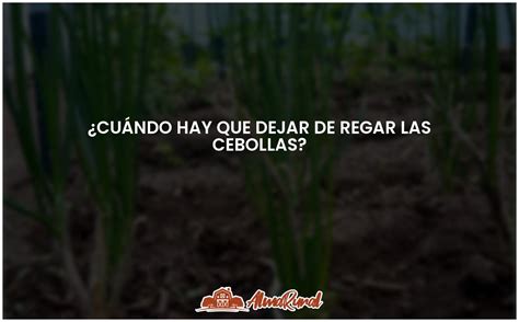 El Momento Perfecto Para Dejar De Regar Las Cebollas Almarural