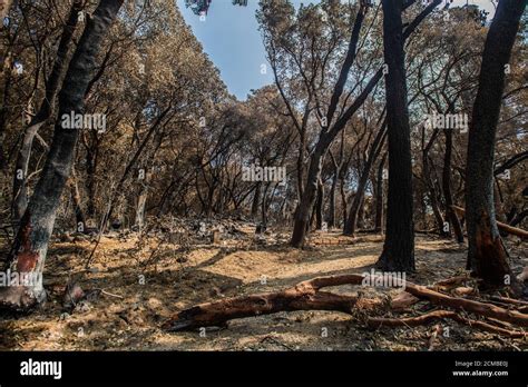 Bonny Doon United States 16th Sep 2020 Bonny Doon California