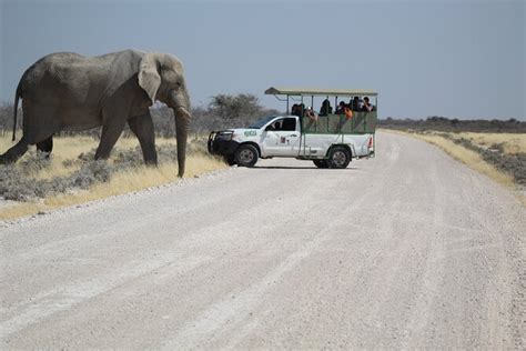 Etosha National Park Safari with Local Professional Guides 2023