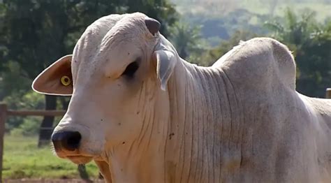 China Ainda Vai Importar Muita Carne Inclusive Bovina Mesmo A