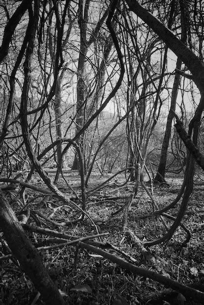 Premium Photo Bare Tree In Forest