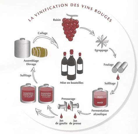 Vinification En Rouge Vins Et Spiritueux Carte Des Vins Stockage Du Vin