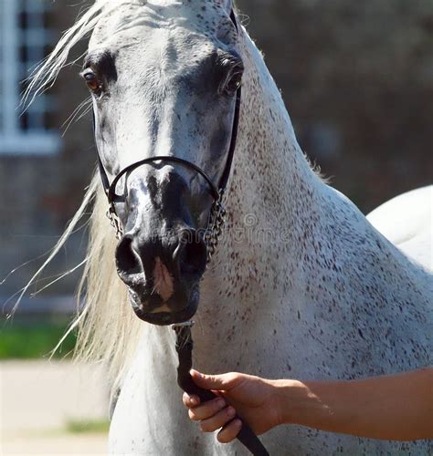 Beautiful White Egyptian Arabian Horse Stock Photo Image Of Horses