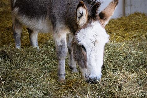 Donkey nutrition: what to feed, what to avoid - The Donkey Sanctuary of ...