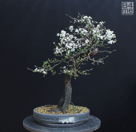 Prunus/ Cherry Bonsai – Bonsai4Me