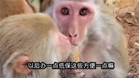 中视频伙伴计划 猴子 贵州毕节话搞笑配音看一遍笑一遍 Youtube