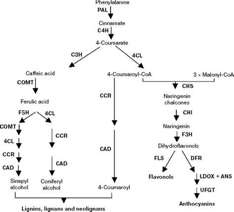 Phenolic Compounds Biosynthetic Pathway Abbreviations Pal