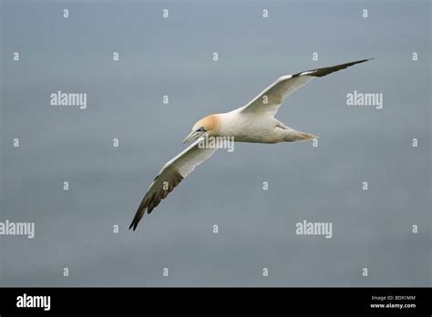 Northern Gannet Morus Bassanus Adult In Flight Stock Photo Alamy