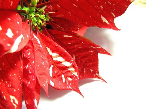 Poinsettia Christmas Decoration - Free photo on Pixabay