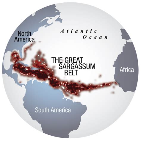 Scientists slowly unravel sargassum mystery - Cayman Compass