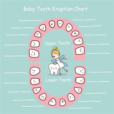 Eruption Chart For Primary Teeth