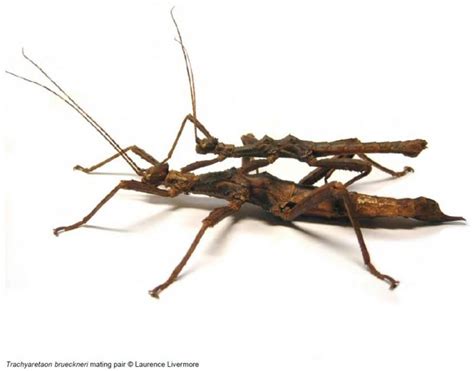 Species Information - Phasmid Study Group