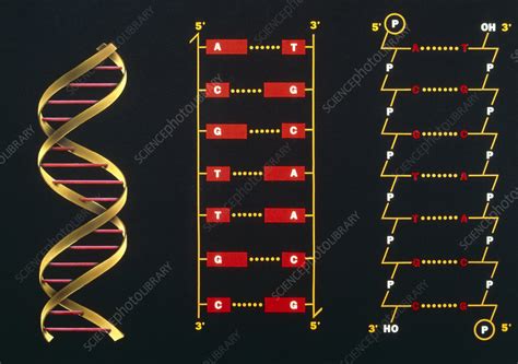 3 Schematic Illustrations Of Dna Structure Stock Image G110 0078