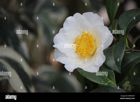 Beautiful, fresh white Japanese Camellia, camellia japonica, flowers ...