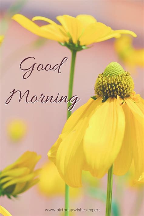 Morning With Yellow Flowers Good Morning Wishes And Images