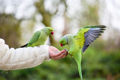 10 Talking Birds That Make Awesome Pets | LoveToKnow Pets