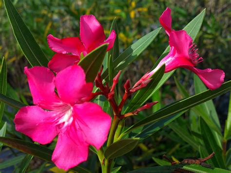 Nerium Oleander Adelfa Laurel De Flor Rosa Laurel Baladre