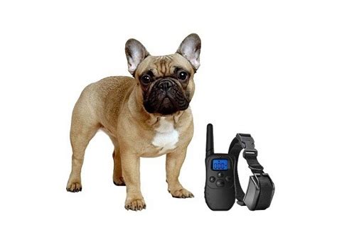 Best 6 Dog GPS Shock Collars To Choose From In 2022 Reviews