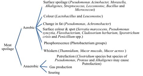 Microbial spoilage in meat | Download Scientific Diagram