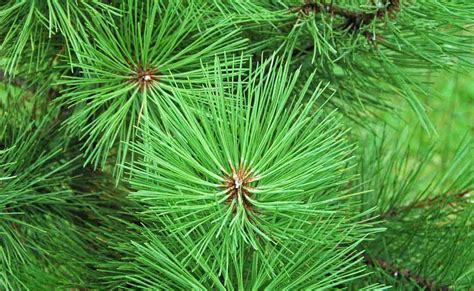 Pine tree: Symbolism, Information and Planting Instructions