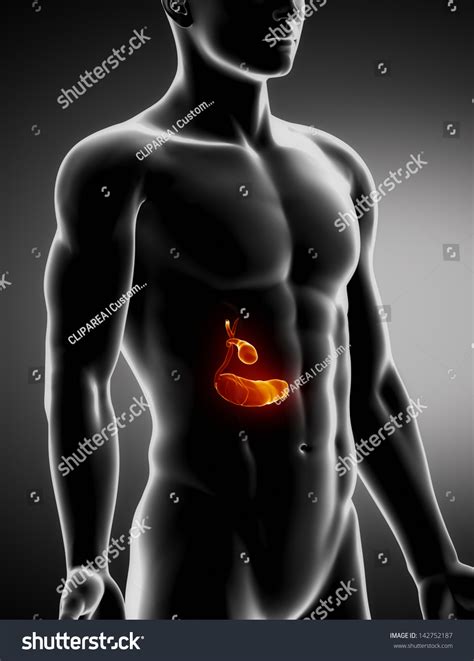 Pancreas Biliary Male Anatomy Anterior Xray Stock Illustration