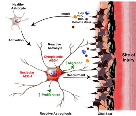 Role Of Astrocyte Elevated Gene 1 AEG 1 In Reactive Astrogliosis