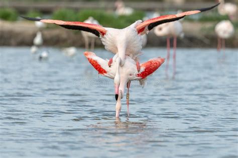 Greater Flamingo Couple Mating in Courtship (Phoenicopterus Roseus) in ...