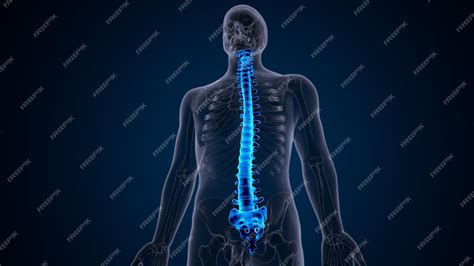 Premium Photo | Human skeleton spine anatomy 3d illustration