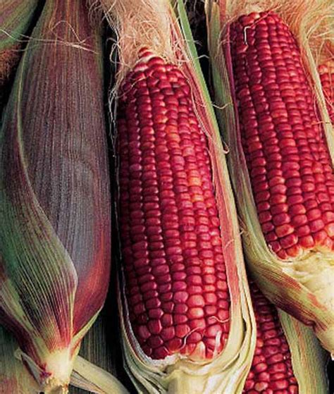 The Best 11 Varieties Of Sweet Corn To Grow At Home Gardeners Path