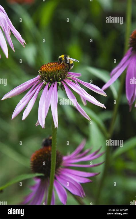 Bee On Echinacea Purpurea Purple Coneflower Stock Photo Alamy