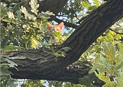 Gatto Bloccato Su Un Albero Lo Salvano I Vigili Del Fuoco Legnanonews