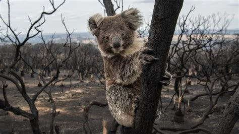 Petition · Bushfire Awareness for Australian Animals - Australia ...