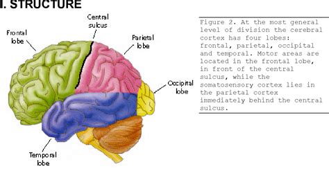 Primary Somatosensory Cortex Diagram - Primary Somatosenory Cortex ...