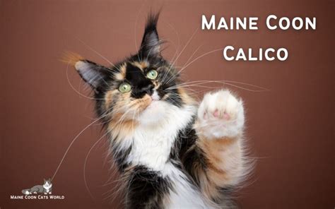 Maine Coon Calico Cats: A Guide to Their Unique Coat Pattern