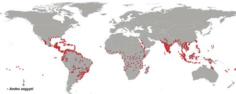 Global distribution of the Aedes aegypti mosquito. | Download ...