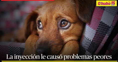 Hombre fingió ser veterinario y le aplicó la eutanasia a un perrito le