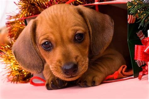 21 Of The Cutest Christmas Puppies [PICTURES]