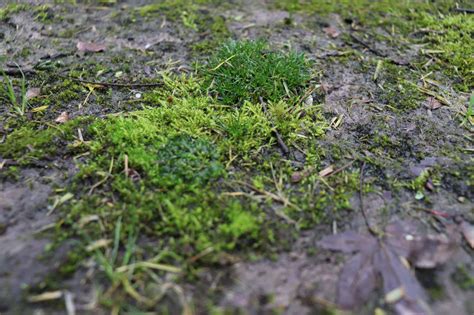 How To Control Moss In Your Lawns Lawn Guide Myhometurf